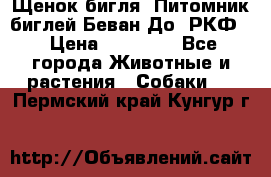 Щенок бигля. Питомник биглей Беван-До (РКФ) › Цена ­ 20 000 - Все города Животные и растения » Собаки   . Пермский край,Кунгур г.